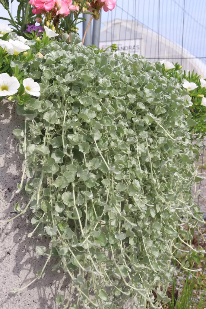 Dichondra argentea 'Silverfalls' - Muut kesäkukat - 101591 - 1
