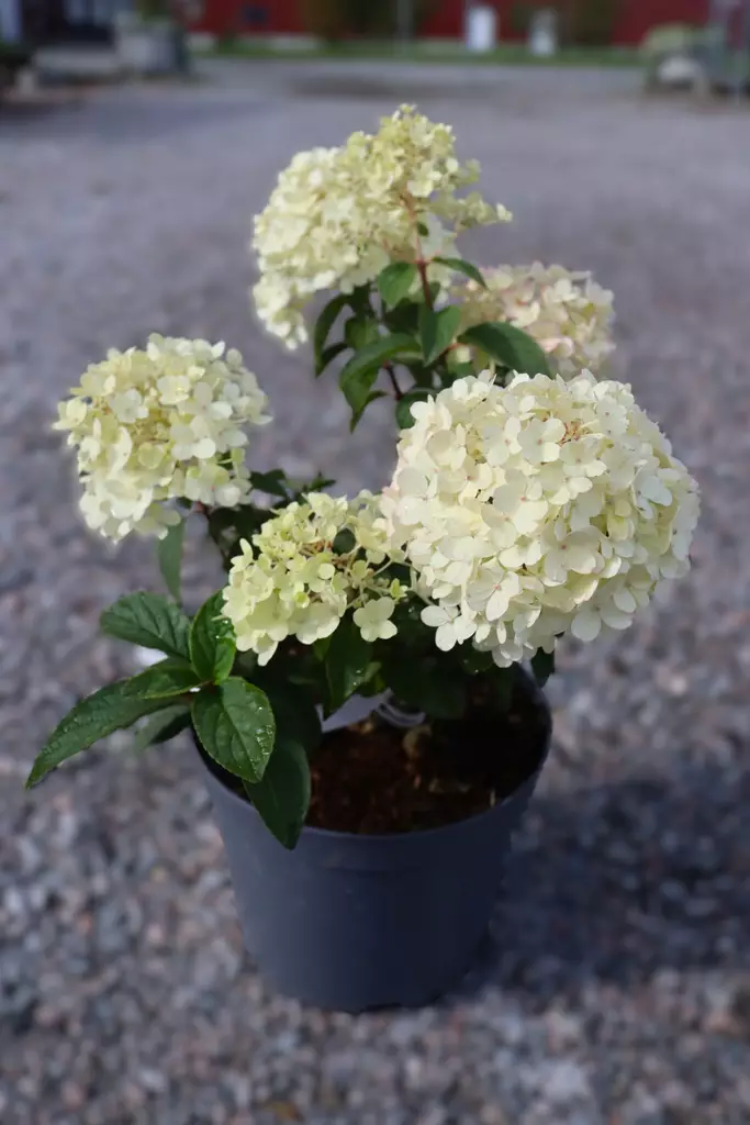 Hydrangea paniculata 'Bobo' - Hortensiat - 105091 - 1