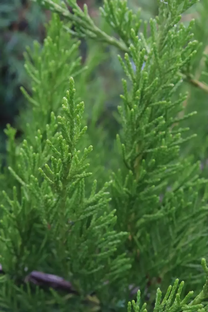 Juniperus x pfitzeriana 'Mint Julep' - Katajat - 103391 - 1