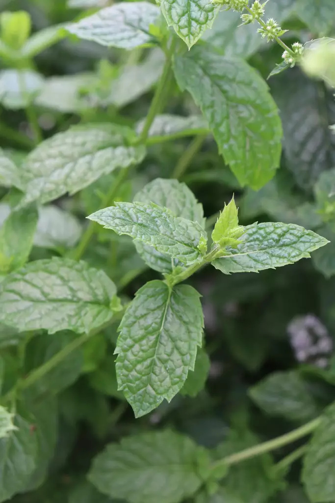 Mentha spicata var. crispa - Yrtit - 101701 - 1