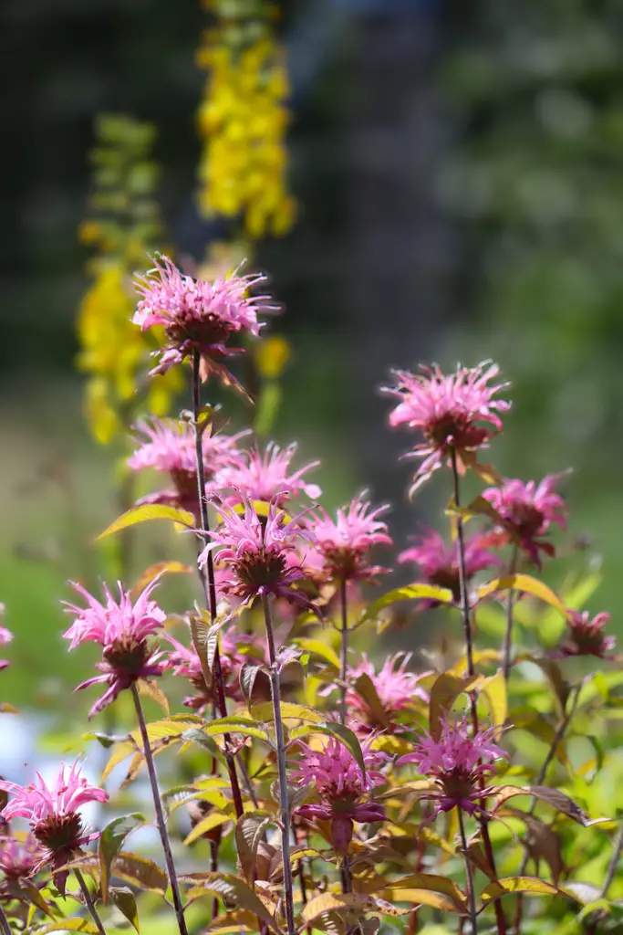 Monarda didyma 'Croftway Pink' - Muut perennat - 103441 - 1