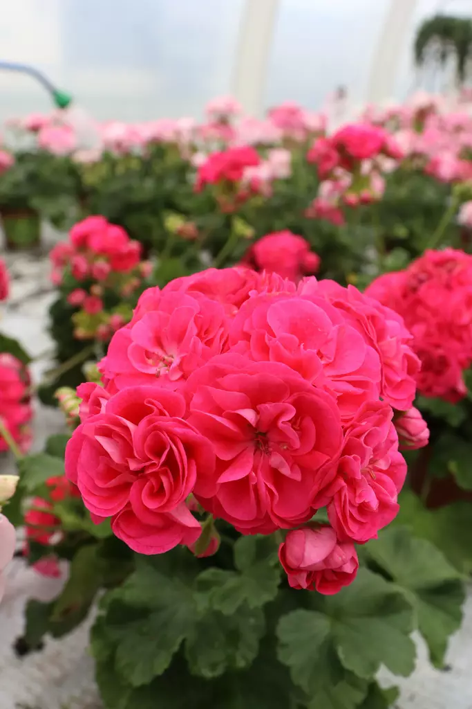 Pelargonium Survivor Idols® Rosalinda - Pelargonit - 103311 - 1