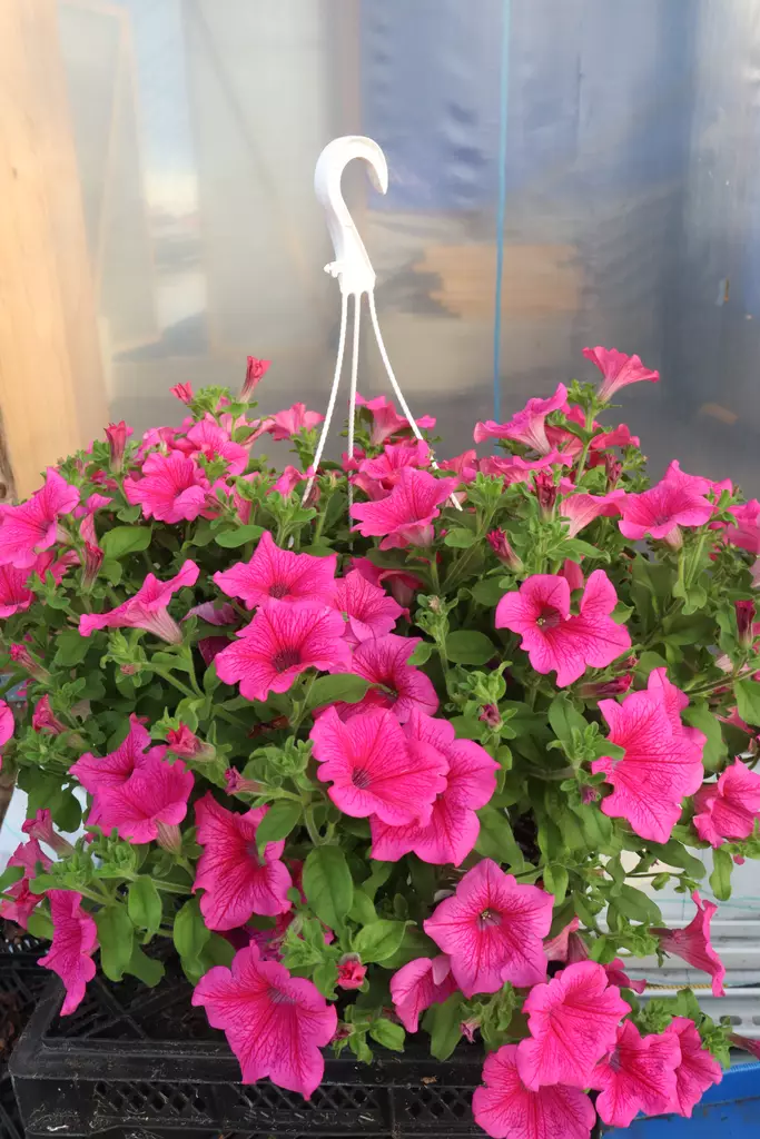 Petunia 'Surfinia' - Kukka-amppelit - 101681 - 1