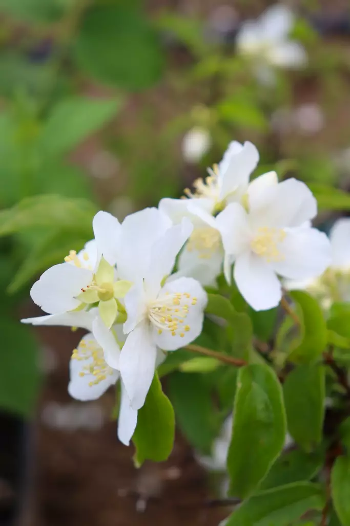 Philadelphus lewisii 'Tähtisilmä' - Jasmikkeet - 100111 - 1