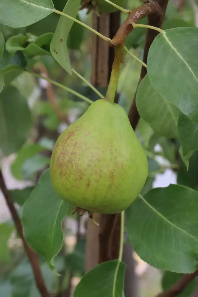 Pyrus communis 'Lada' - Päärynäpuut - 104651 - 1