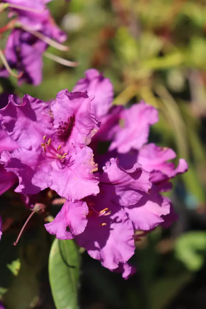 Rhododendron 'Azurro' - Alppiruusut - 100221 - 1