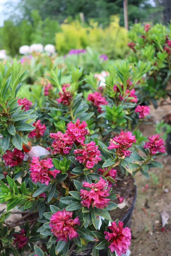 Rhododendron ferrugineum - Alppiruusut - 100251 - 1