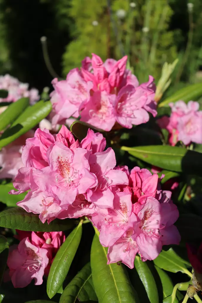 Rhododendron 'Helsinki University' - Alppiruusut - 100231 - 1