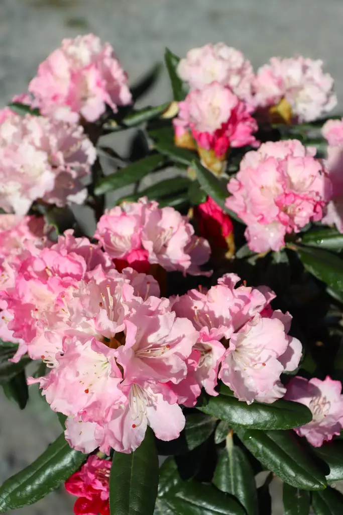 Rhododendron 'Wladyslaw Lokietek' - Alppiruusut - 103671 - 1