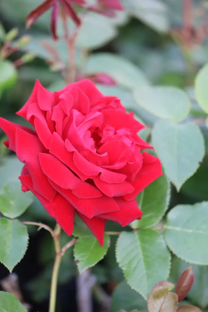 Rosa 'Ingrid Bergman' - Ryhmäruusut - 100381 - 1