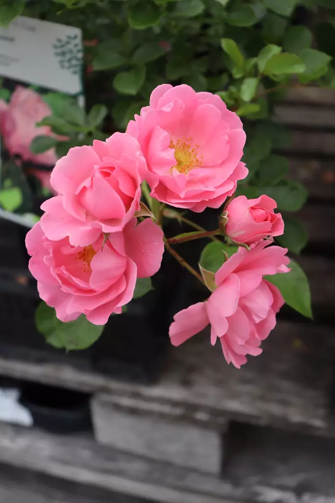 Rosa 'Sommerwind' - Maanpeiteruusut - 100391 - 1