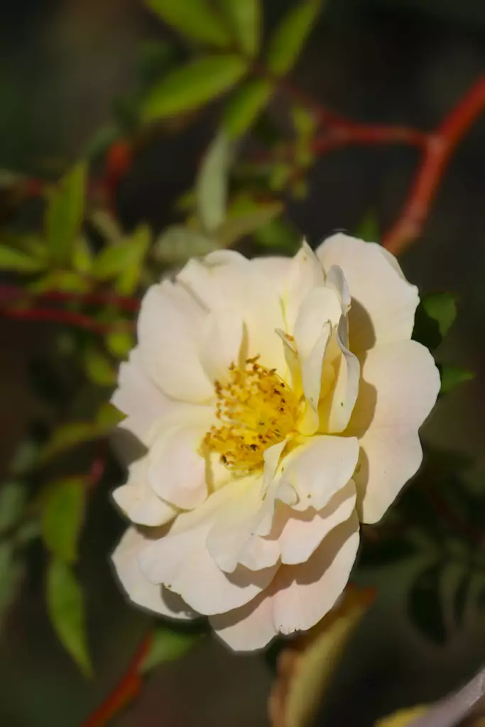 Rosa 'ZLEEltonStrack' Above and Beyond™ - Köynnösruusut - 100401 - 1