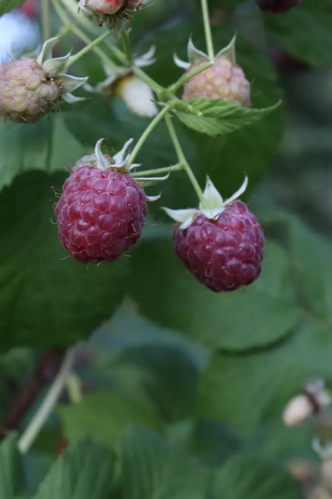 Rubus idaeus 'Glen Coe' - Vadelmapensaat - 100701 - 1