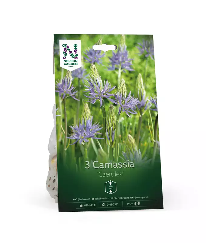Tähtihyasintti 'Caerulea' kukkasipuli - Kukansipulit ja -mukulat - 105051 - 1
