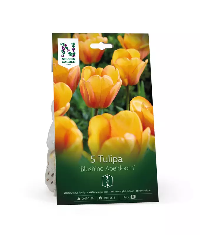 Tulppaani sipuli 'Blushing Apeldoorn' - Kukansipulit ja -mukulat - 105071 - 1