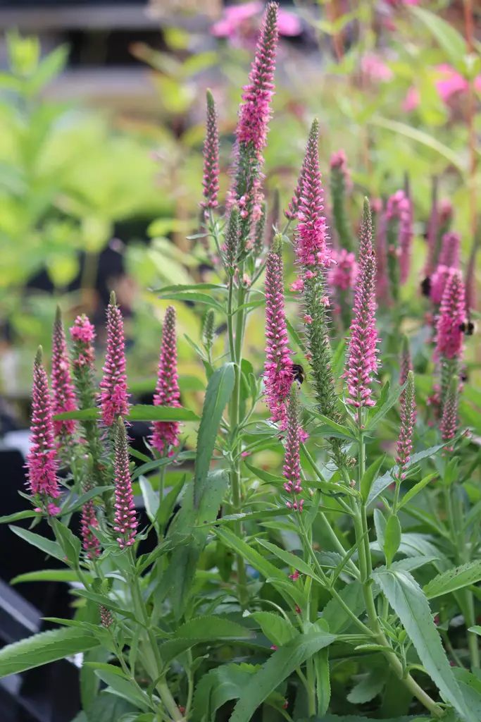 Veronica longifolia Veronique® Pink 2024 - Muut perennat - 104971 - 1