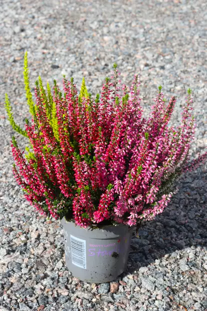Calluna Beauty Trios 11 cm - Syyskukat - 105092 - 1