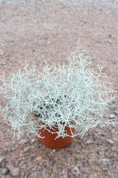 Calocephalus Brownii - Syyskukat - 103522 - 1