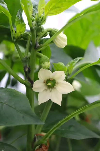 Capsicum annuum - Chilin ja paprikan taimet - 101692 - 1