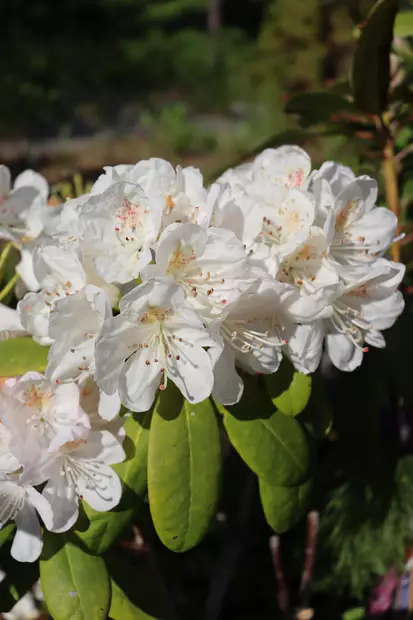 Rhododendron 'Pernilla' - Alppiruusut - 100242 - 1