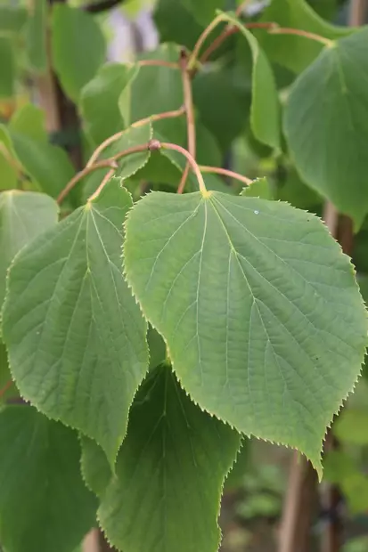 Tilia x vulgaris 'Pallida' - Muut puut - 104692 - 1