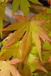 Acer palmatum 'Orange Dream' - Muut koristepensaat - 100002 - 1