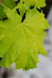 Acer platanoides 'Princeton Gold' - Vaahterat - 104932 - 1