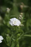 Achillea ptarmica 'The Pearl' - Muut perennat - 104412 - 1