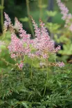 Astilbe simplicifolia 'Hennie Graafland' - Jaloangervot - 103012 - 1