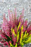 Calluna Beauty Trios 11 cm - Syyskukat - 105092 - 2