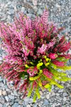 Calluna Beauty Trios 11 cm - Syyskukat - 105092 - 3