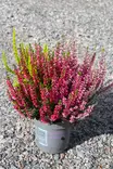 Calluna Beauty Trios 11 cm - Syyskukat - 105092 - 1