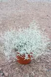 Calocephalus Brownii - Syyskukat - 103522 - 1
