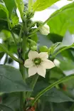 Capsicum annuum - Chilin ja paprikan taimet - 101692 - 1