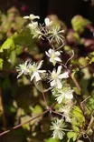 Clematis fargesioides 'Summer Snow' - Kärhöt - 100892 - 1
