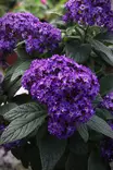 Heliotropium arborescens - Muut kesäkukat - 101602 - 1