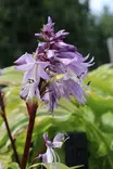 Hosta 'Isoäidin Hymy' - Kuunliljat - 104922 - 2