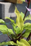 Hosta 'Isoäidin Hymy' - Kuunliljat - 104922 - 1