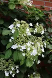 Hydrangea anomala 'Petiolaris' - Muut Köynnökset - 100862 - 1