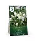 Kirjopikarililja 'Alba' kukkasipuli - Kukansipulit ja -mukulat - 105052 - 1