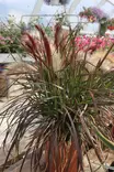 Pennisetum advena 'Rubrum' / 'Fireworks' - Muut kesäkukat - 101642 - 1