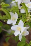 Philadelphus lewisii 'Waterton' - Jasmikkeet - 100112 - 1