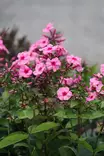 Phlox paniculata 'Early Pink Dark Eye' - Leimut - 104472 - 1