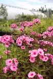 Phlox paniculata 'Early Pink Dark Eye' - Leimut - 104472 - 3