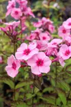 Phlox paniculata 'Early Pink Dark Eye' - Leimut - 104472 - 2