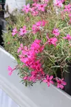 Phlox subulata 'Atropurpurea' - Leimut - 104112 - 1