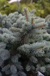 Picea pungens 'Glauca Globosa' - Kuuset - 104782 - 1