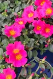Portulaca umbraticola - Muut kesäkukat - 103862 - 2