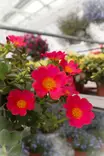 Portulaca umbraticola - Muut kesäkukat - 103862 - 1
