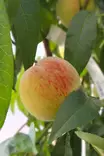 Prunus persica 'Frost' - Muut hedelmäpuut - 104802 - 2